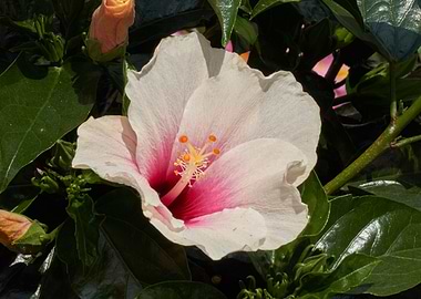hibiscus in bloom