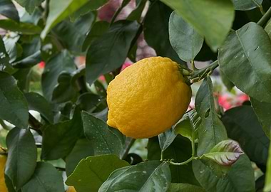 lemon on tree
