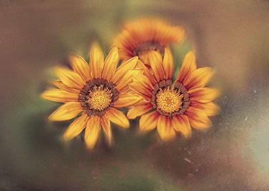 garzania flower in bloom