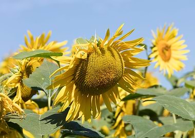 sunflower in summer