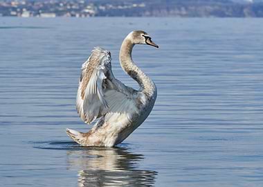 cute swan on lake