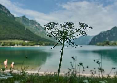 wildflower in summer