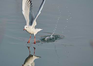 seagull on lake