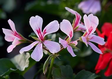 geranium in bloom