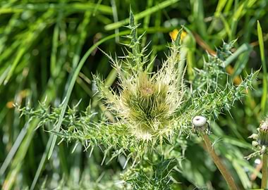 wildflower in summer