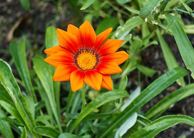 garzania flower in bloom