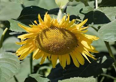 sunflower in summer