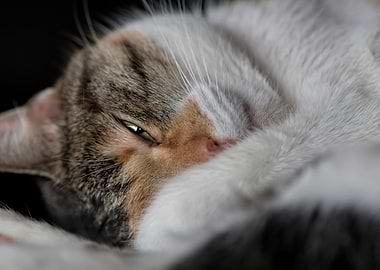 cute cat in the backyard