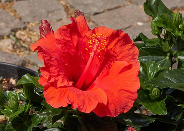hibiscus in bloom