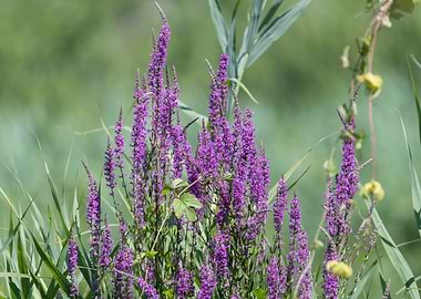 wildflower in summer