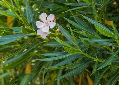 pink oleander