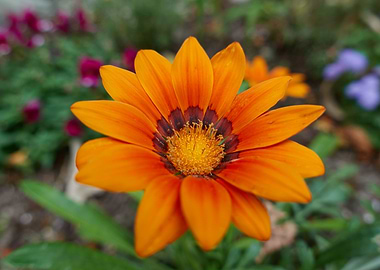 garzania flower in bloom