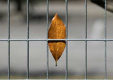 autumn leaf on gate