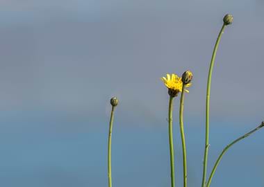 wildflower in summer