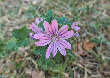 wildflower in summer