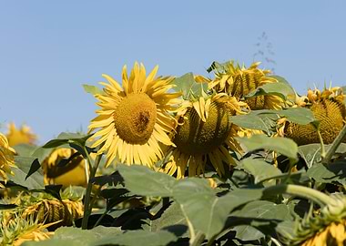 sunflower in summer