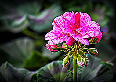 geranium in bloom