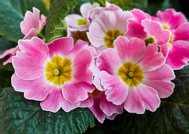 colorful primroses