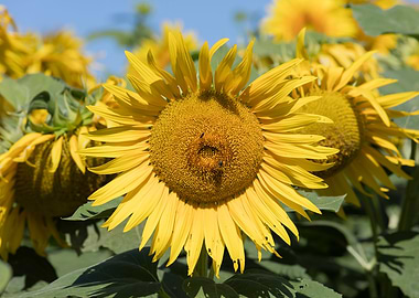 sunflower in summer