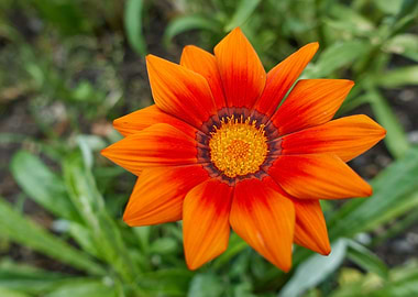 garzania flower in bloom