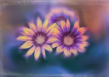 garzania flower in bloom