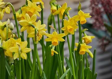 daffodils bloom in spring