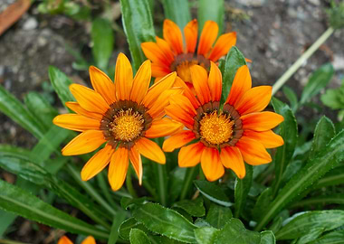 garzania flower in bloom