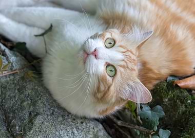 cute cat in the backyard