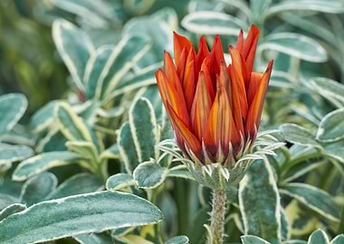 garzania flower in bloom