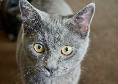 cute cat in the backyard
