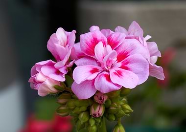 geranium in bloom