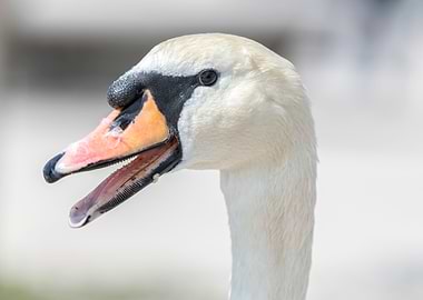 cute swan on lake