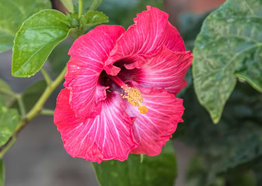 hibiscus in bloom