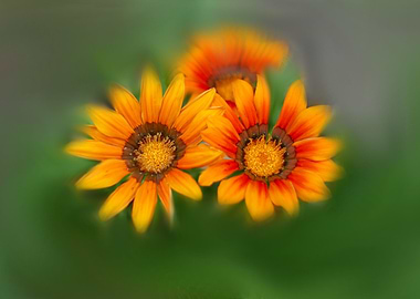 garzania flower in bloom