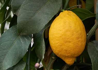 lemon on tree