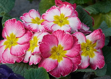 colorful primroses