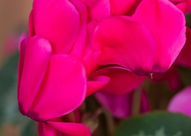 pink cyclamen in bloom