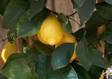lemon on tree