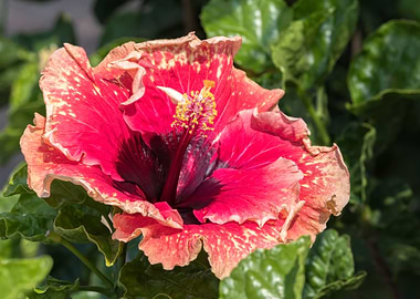 hibiscus in bloom