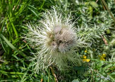 wildflower in summer