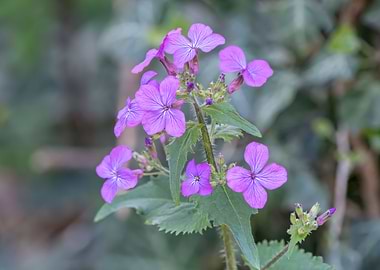 wildflower in summer