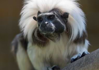 tamarin with a crown of co