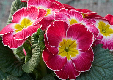 colorful primroses
