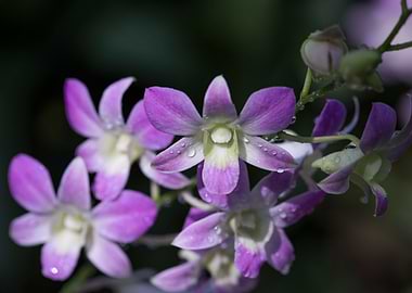 Purple Orchid
