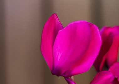 pink cyclamen in bloom