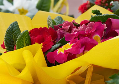 colorful primroses