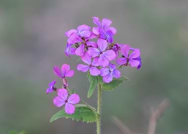 wildflower in summer