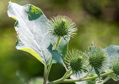 wildflower in summer