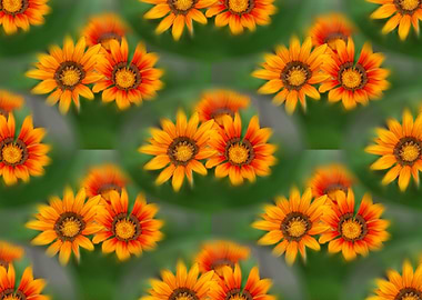 garzania flower in bloom