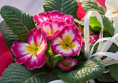 colorful primroses
